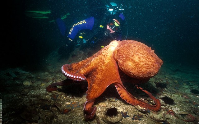Встречи c гигантским тихоокеанским осьминогом
