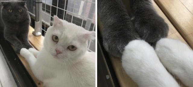 Прикольных котов пост