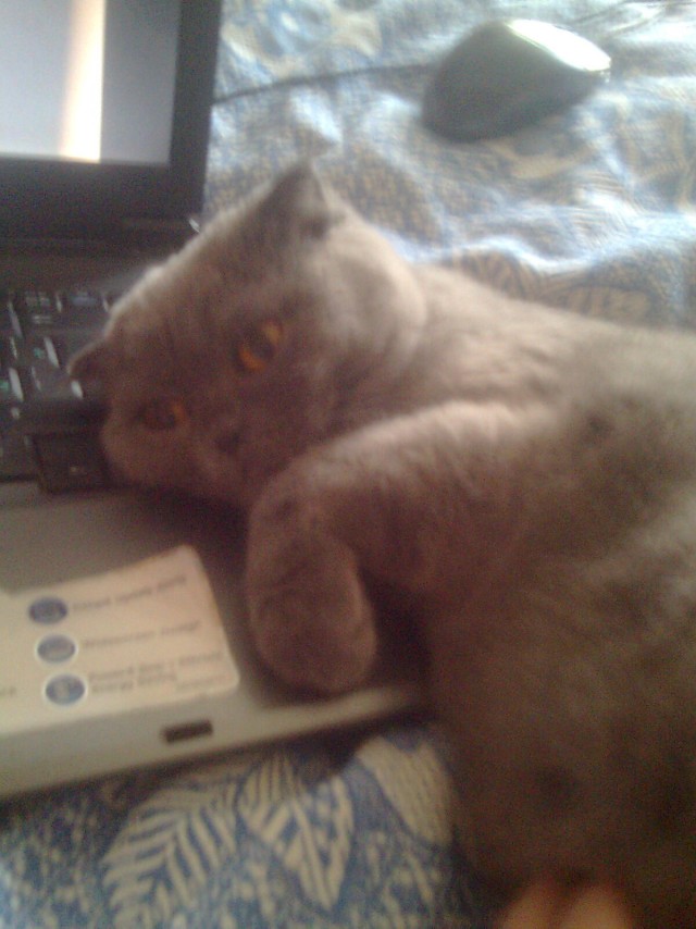 Котовторник 13.12.11 - магическе числа