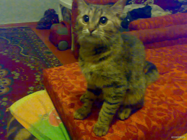Котовторник (07.02.2012)