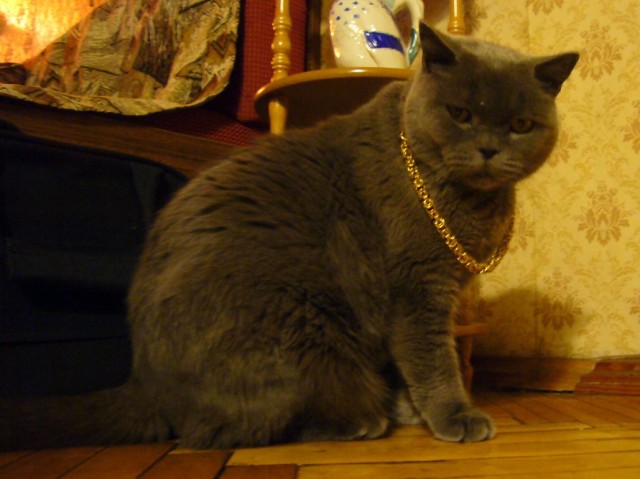 Котовторник! 13.03.2012