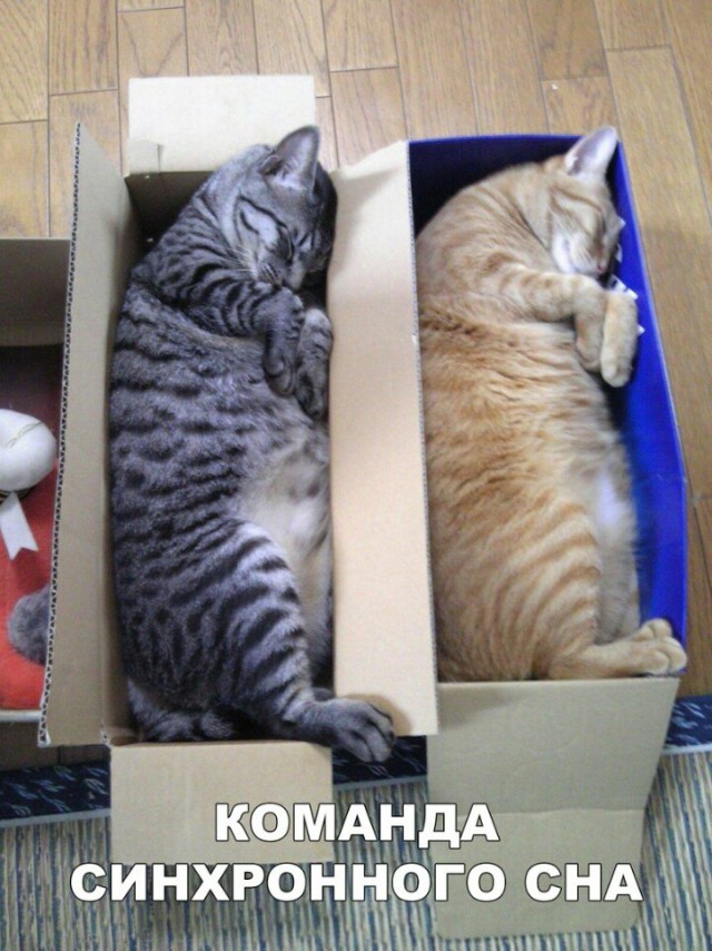 Немного милоты