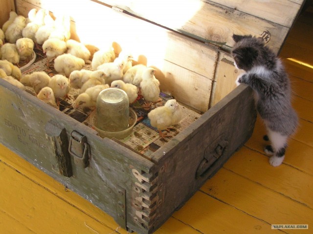 Котовторник 17.04.2012