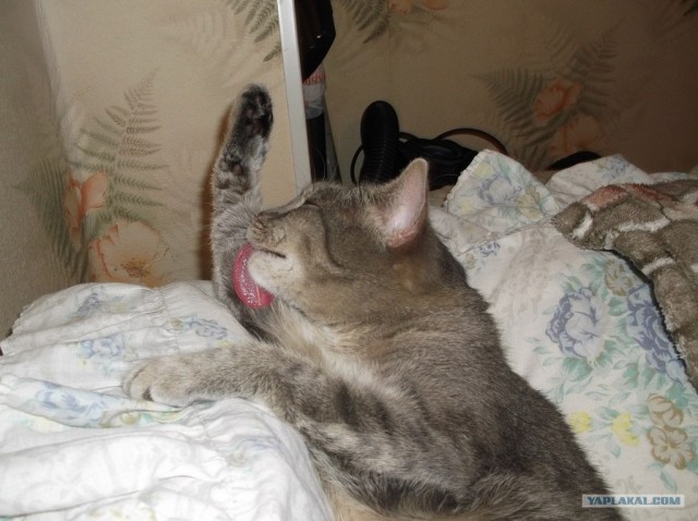 Котовторник на 26.06.12