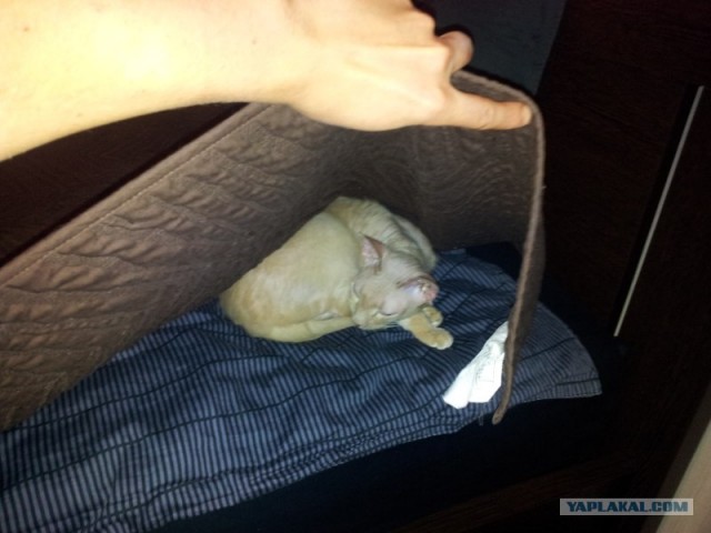 Котовторник 11.09.2012