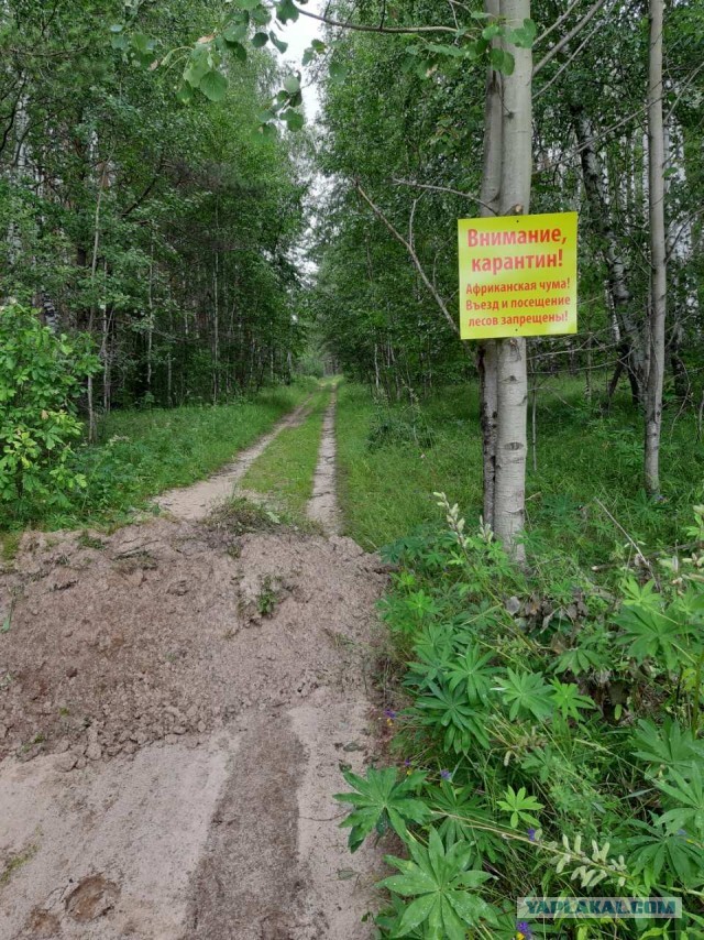 "Законное" уничтожение поголовья скота частников.