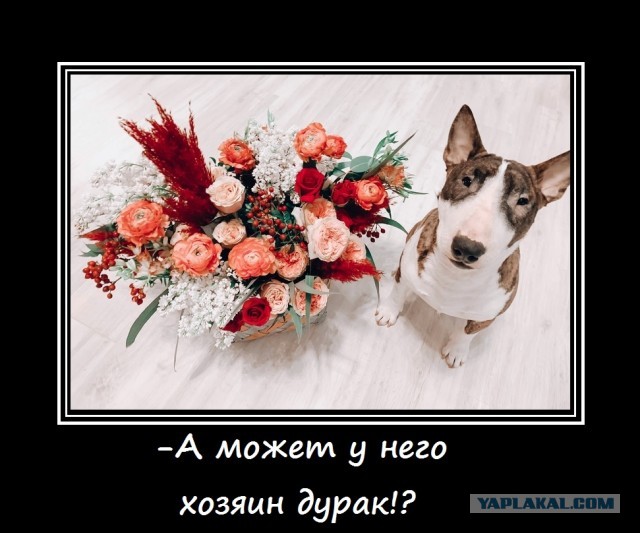Правительство утвердило перечень потенциально опасных для человека собак