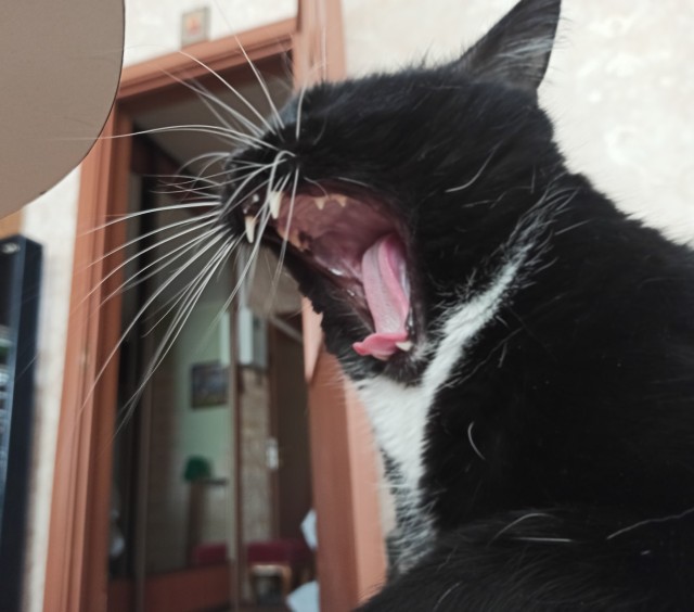 Победители конкурса фотографии Comedy Pet Photo Awards 2020
