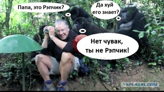 Горные гориллы изучают человека