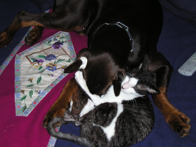 Шарик с друзьями