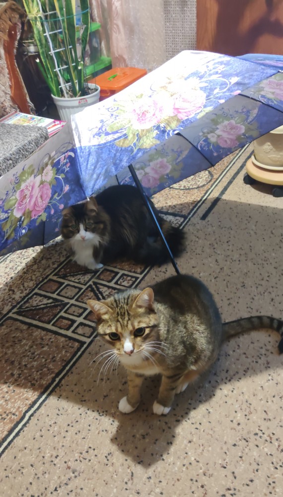 Мой самый первый КОТовторник!