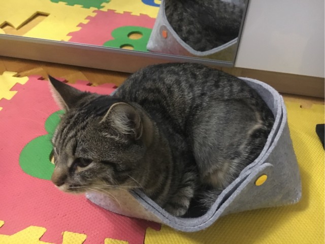 Котовторник 05.10.21 г