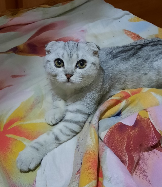 Котовторник. Февраль