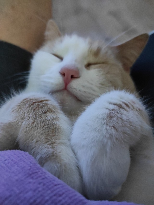 Котовторник. Февраль