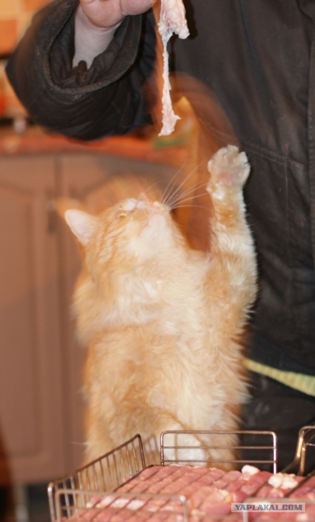 Котовторник 26.03.2013