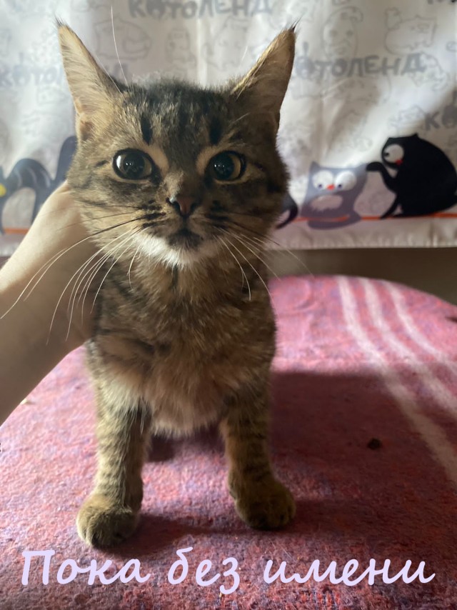 Жизнь домашнего приюта "Котоленд" 380