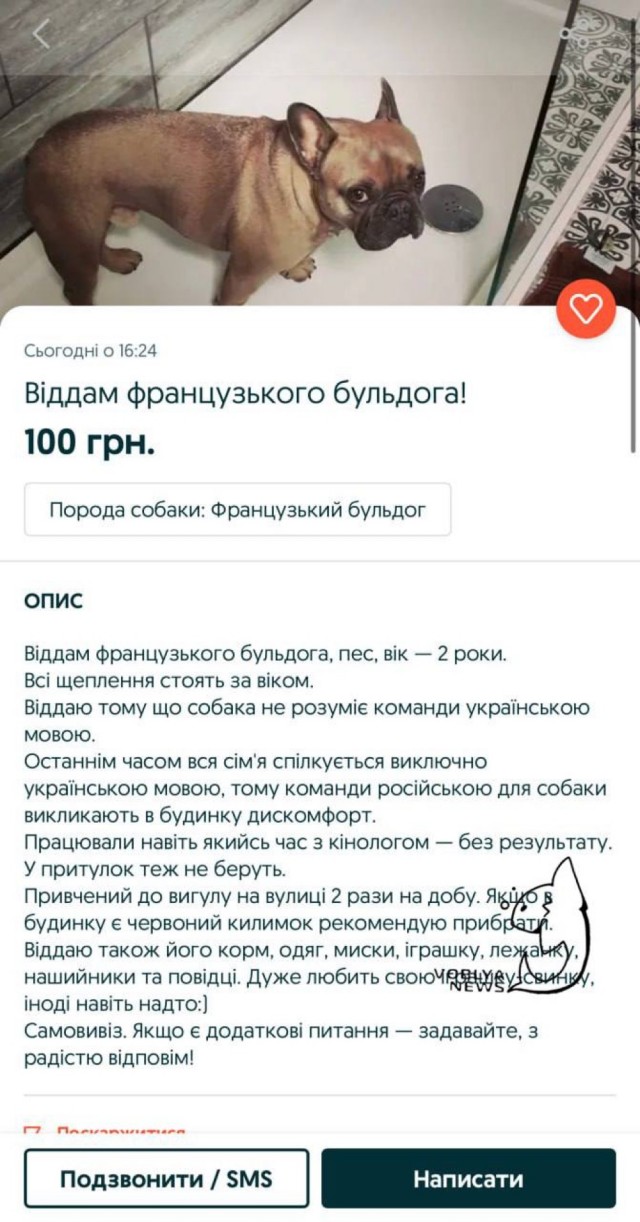 На Украине отдают французского бульдога из-за того, что собака не понимает команды на украинской мове