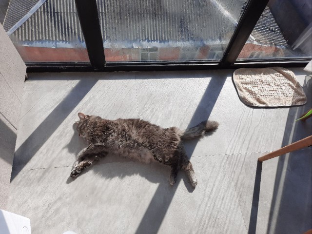 Котовторник