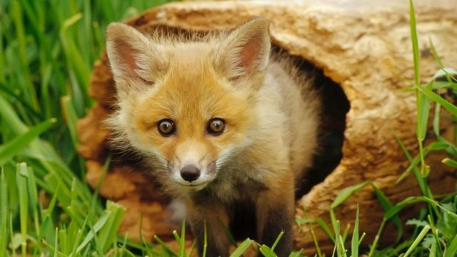 38 разных картинок для настроения (1)
