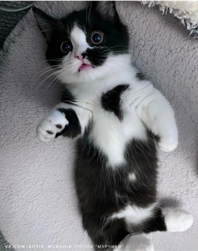 Не только котовторник, а еще и Всемирный день кошек!