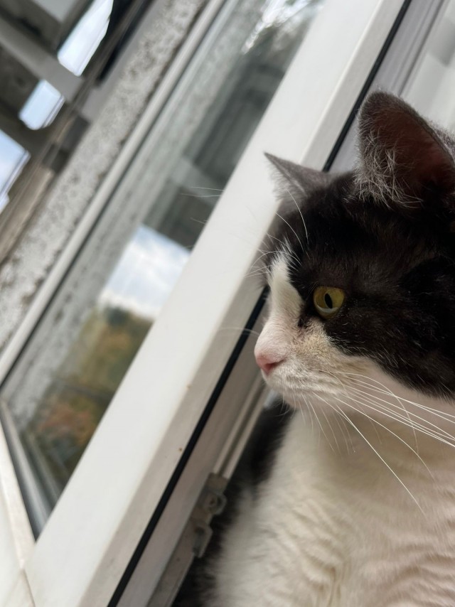 Моя красавица