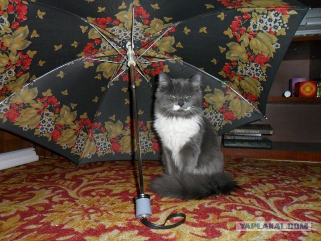 Котовторник 30.04.2013