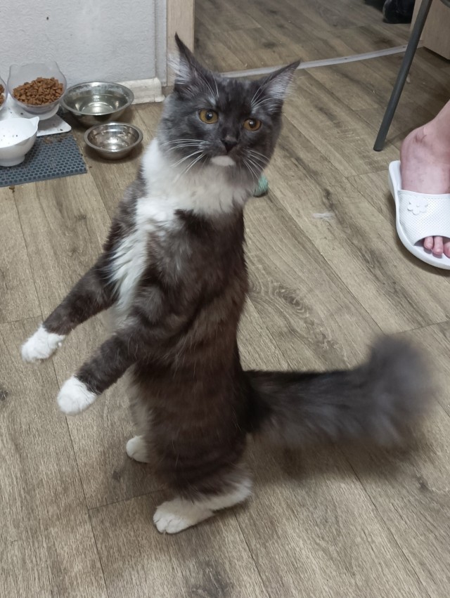 Котэ не скроешь за широкими штанами