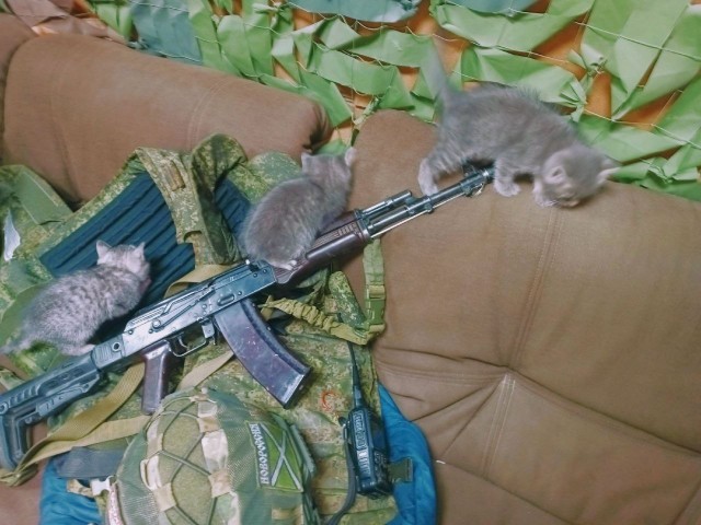 Котовтоник в картинках