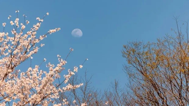 13 апреля взойдет "Розовая Луна"