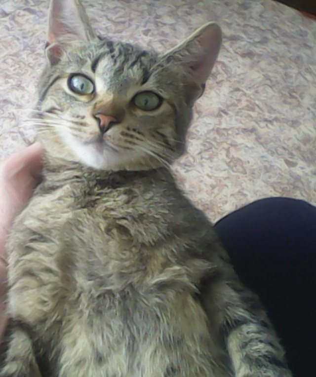 Моя жена не умеет фоткать кота