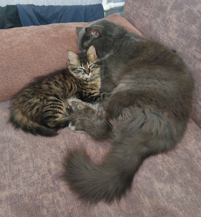 Привет, котовторник.