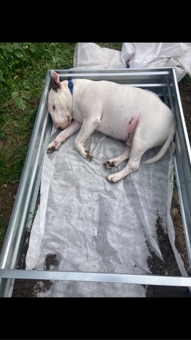 Давай купим собачку