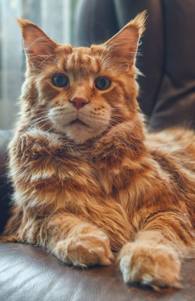 Снова наши коты