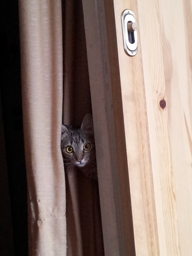 Котовторник  30.07.2013