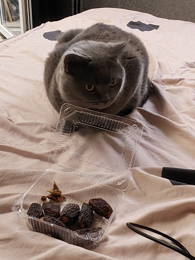 Очередной котовторник