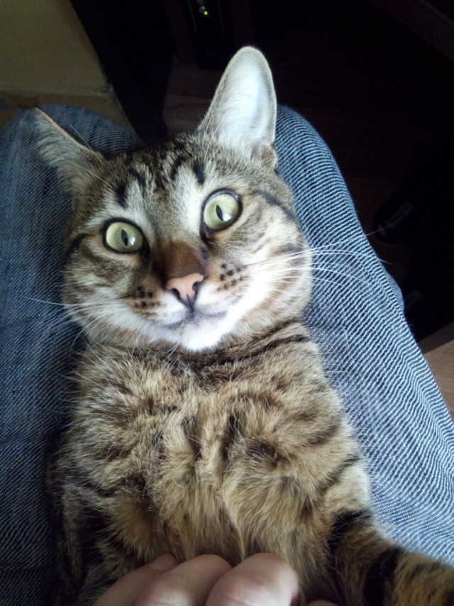 Невыразительные коты