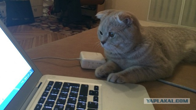 Кошка с двумя лицами