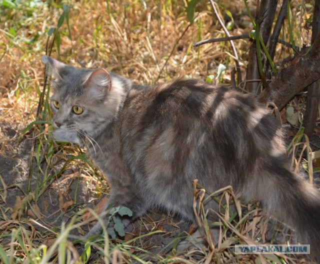 Котовторник 14.10.2014