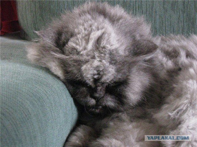 Моим котам