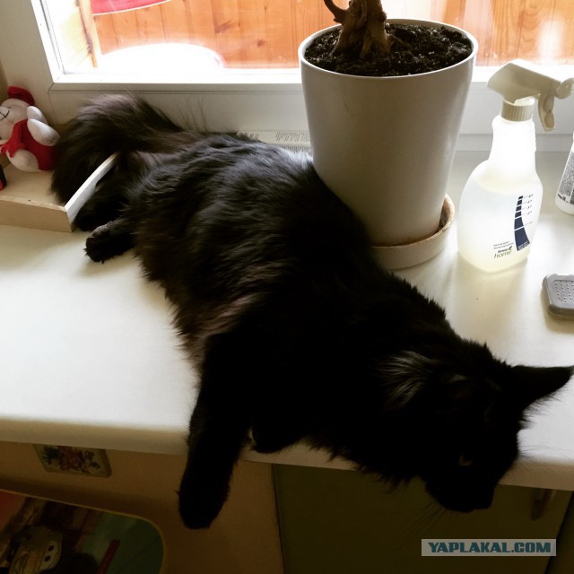 Котовторник