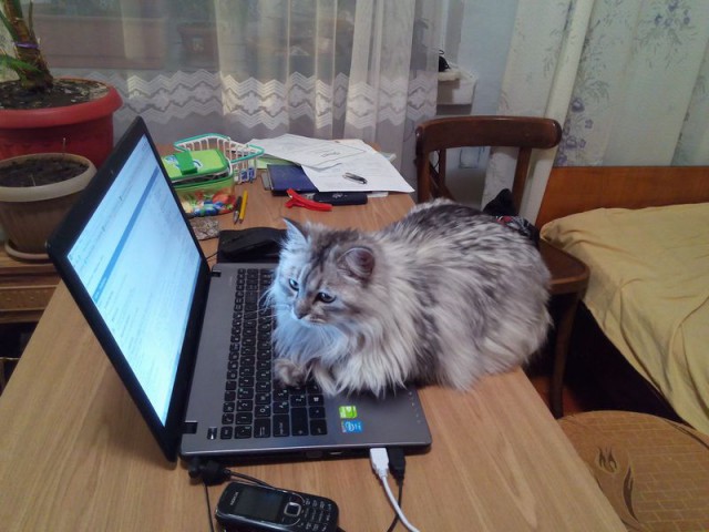 Котовторник 31.03.2015