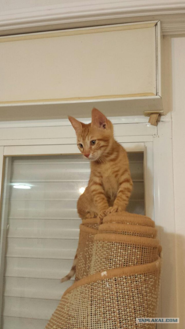 Котовторник