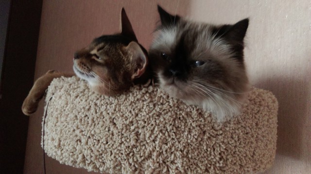 Котовторник 16.06.2015., Котовторник наступил!