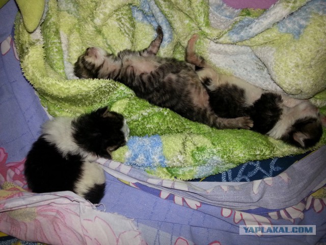 Котовторник 11.08.2015