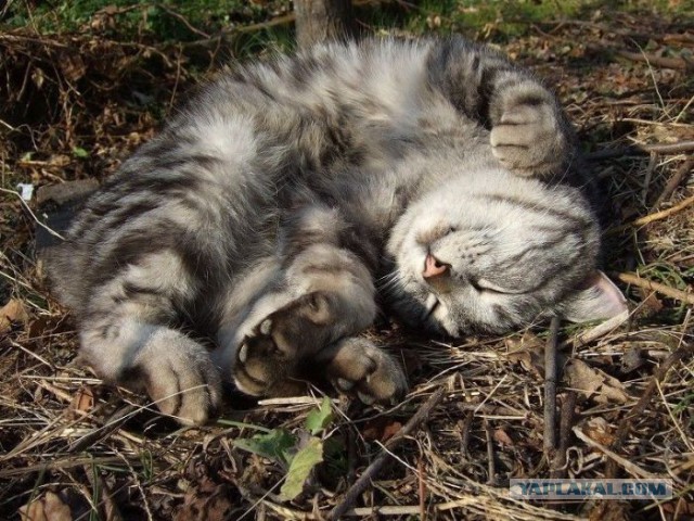 17 фотографий котов