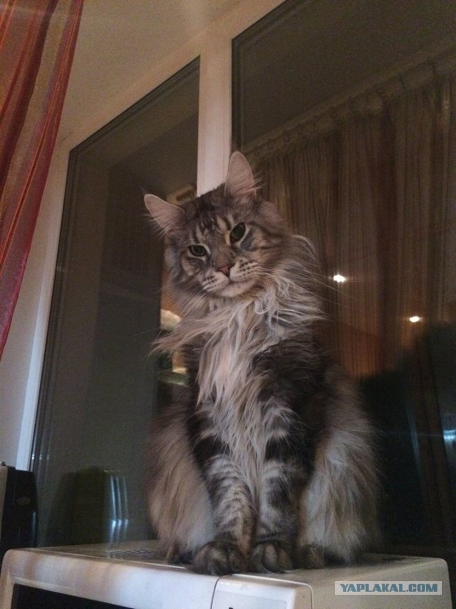Котовторник 17.11.2015