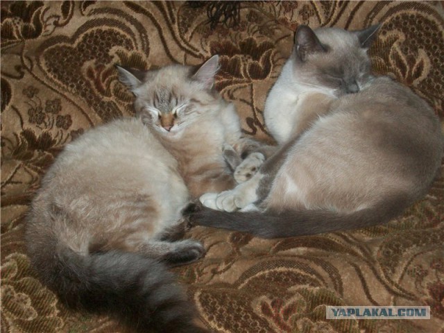 Коты встречают своих хозяев