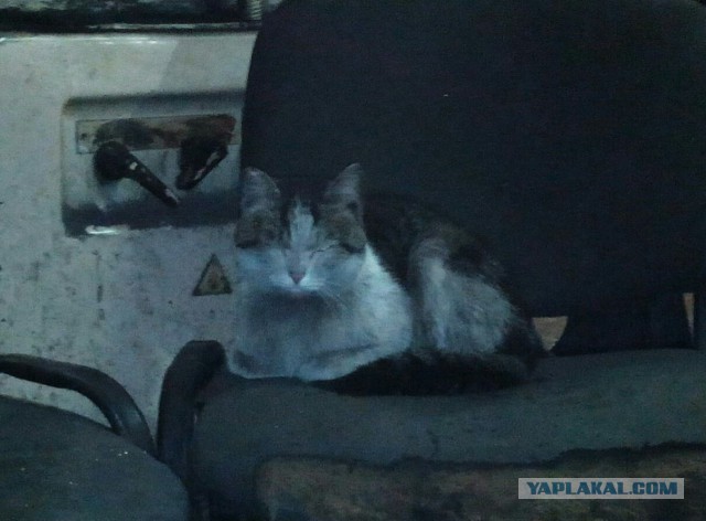 Суровый кот Васька в мехцехе шатхы "Котинская"