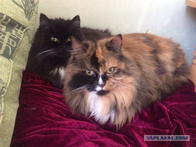Котовторник  31.01.2017