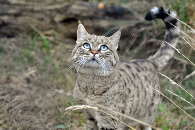 Европейский дикий кот